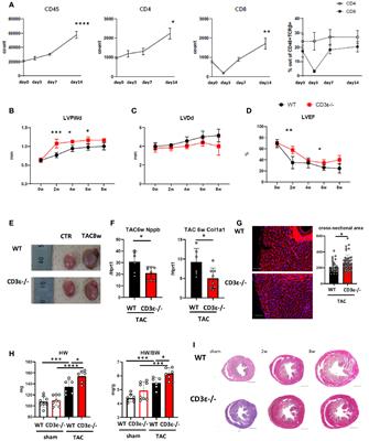 Single-Cell Analysis Revealed the Role of CD8+ Effector T Cells in Preventing Cardioprotective Macrophage Differentiation in the Early Phase of Heart Failure